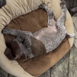 Purple - Liver and white male German Shorthaired Pointer puppy in Whitelaw, Wisconsin from French Creek GSPs
