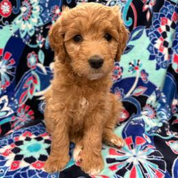 Dolly - Red  female Goldendoodle puppy in Annville, Pennsylvania from Bellegrove Goldendoodles