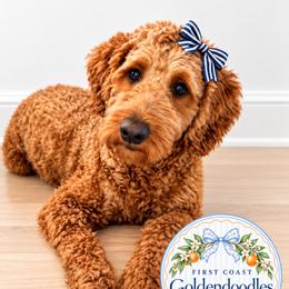 Maple - Goldendoodle