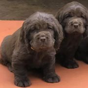 Sussex Spaniel Puppies from Primetime Sussex Spaniels