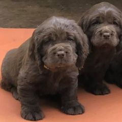 Sussex Spaniel Puppies from Primetime Sussex Spaniels