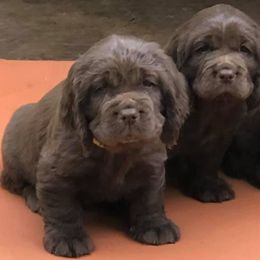 Sussex Spaniel Puppies from Primetime Sussex Spaniels
