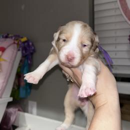 Purple collar girl - Red merle female Australian Shepherd puppy in Flat Rock, Alabama from Fluffy Butt Acres