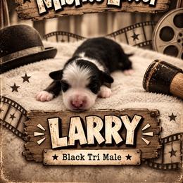 Larry - Black tri male Miniature Australian Shepherd puppy in Cave Creek, Arizona from Arizona Aussies