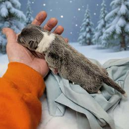 Sterling - Blue male Pembroke Welsh Corgi puppy in Aleppo, Pennsylvania from Donna's Corgis