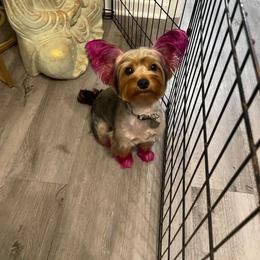 Chanel - Yorkshire Terrier
