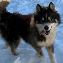 Orion - Siberian Husky