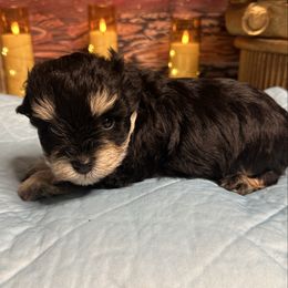 CHOAS - Black and silver female Miniature Schnauzer puppy in Newton, Alabama from Grace’s Schnauzers Paradise USA