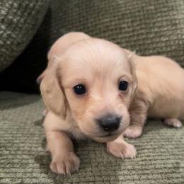 Linguine - Cream male Dachshund puppy in Perkins, Oklahoma from 4B Dachshunds