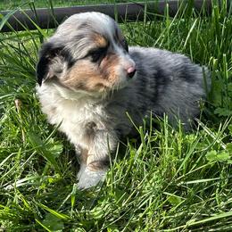 Bella - Blue merle female Miniature Australian Shepherd puppy in Lebanon, Oregon from Two Pines Mini Aussies