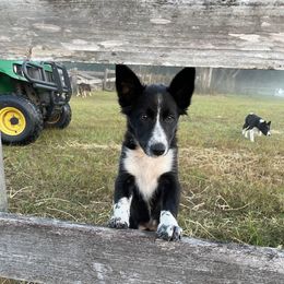 Tracey - Black and white female Border Collie puppy in Anthony, Florida from Sugar Hill Border Collies