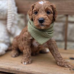 Cayenne - Red  male Goldendoodle puppy in Leander, Texas from Doodle Doula