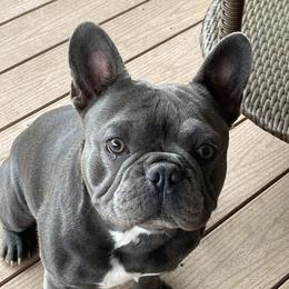 Miles - French Bulldog