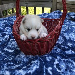 Pomsky and Siberian Husky Puppies from Cold Mountain Kennel