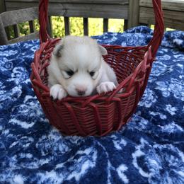Pomsky and Siberian Husky Puppies from Cold Mountain Kennel