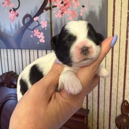 Cupid - Black and white male Shihpoo puppy in Whitehall 18052, Pennsylvania from Lilli’s Shih tzus and Shih poos