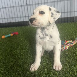 Spook LUA - White and black male Dalmatian puppy in Sedalia, Missouri from Missouri Dalmatians