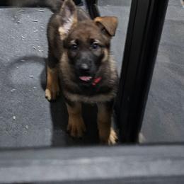 Gala - Sable female German Shepherd puppy in Conroe, Texas from Aus der Asche German Shepherds
