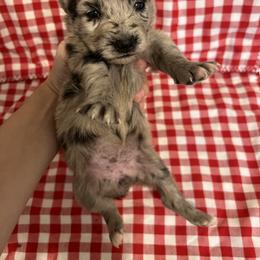 Girl 2 - Blue merle female Australian Shepherd puppy in Rose Hill, North Carolina from Motega Australian Shepherds