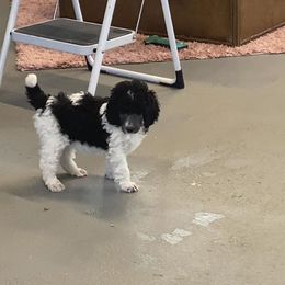 Poodle Puppies from High Mesa Standards