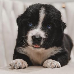 Cowboy - Black & white male Australian Shepherd puppy in Polk City, Florida from Skaky Shepherds