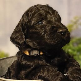 Boy 4 - Goldendoodle puppy in Noxapater, Mississippi from Southern Grace Goldendoodles