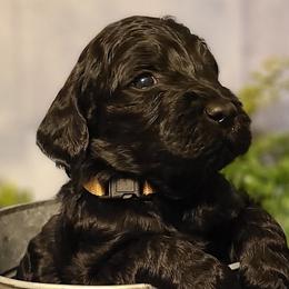 Boy 4 - Goldendoodle puppy in Noxapater, Mississippi from Southern Grace Goldendoodles