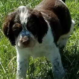 English Springer Spaniels from Jo's Gems Springer