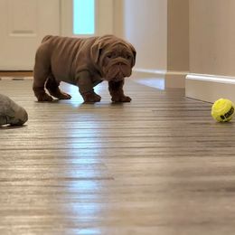 Bulldog Puppies from Velvet-Line-Bulldogs