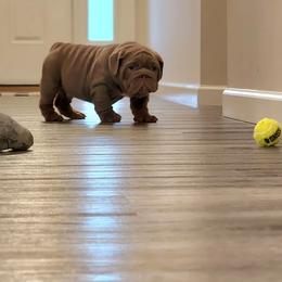 Bulldog Puppies from Velvet-Line-Bulldogs