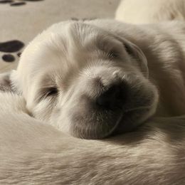 Golden Retriever Puppies from Graceful Goldens
