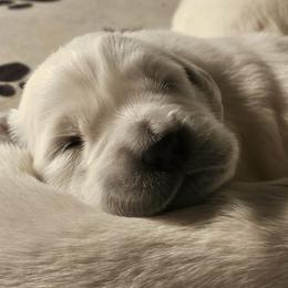 Golden Retriever Puppies from Graceful Goldens