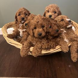 Cavapoo puppies from Painter Puppies