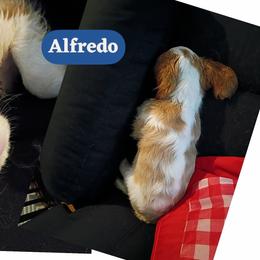 Alfredo - Blenheim male Cavalier King Charles Spaniel puppy in Spring Hill, Florida from Wonderland Cavaliers