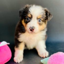 JoJo - Black tri female Miniature Australian Shepherd puppy in Luling, Texas from Little Wood Toy and Mini Aussies