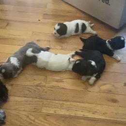 Shih Tzu Puppies from Eastern Long Island Shih Tzu
