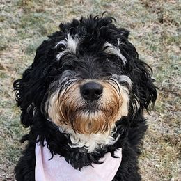 Liberty - Bernedoodle