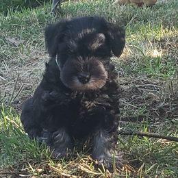 Miniature Schnauzer Puppies from Starbound Miniture Schnauzer's