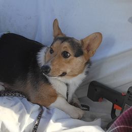 Sawyer - Pembroke Welsh Corgi