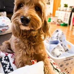 Lulu - Goldendoodle
