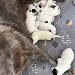 Australian Cattle Dog Puppies from Folie à Deux Australian Cattle Dogs