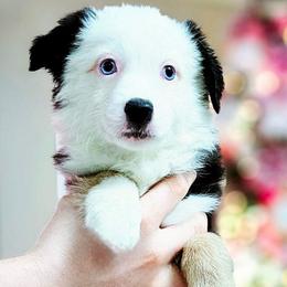 Jackie - Black tri female Miniature Australian Shepherd puppy in Punta Gorda, Florida from Christie's Creekside Aussies