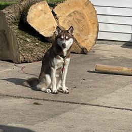 Siberian Huskies from Rusty River Huskies