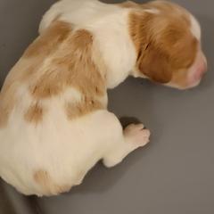 Girl 1 - French Brittany puppy in New Florence, Pennsylvania from Laurel Furnace Bretons
