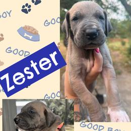 ZESTER - Blue male Great Dane puppy in Wellsville, New York from Prophecy Danes
