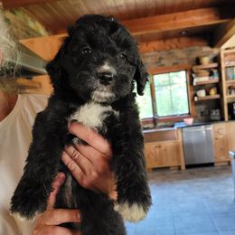 Goldendoodle puppies from Cecily's Goldendoodles of TN