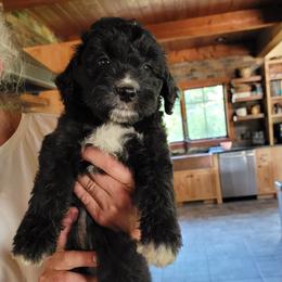 Goldendoodle puppies from Cecily's Goldendoodles of TN