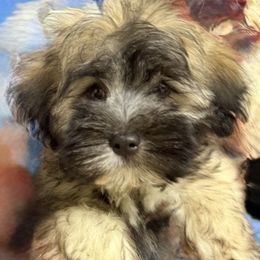Gaither - Gold sable male Havanese puppy in Lancaster, South Carolina from 3 Bs Havanese-PUPPIES with  PURPOSE