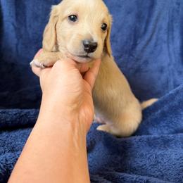 Black Base Cream Boy - Cream male Dachshund puppy in Oklahoma City, Oklahoma from Jess’s Dachshunds