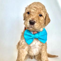 Moose - Cream male Goldendoodle puppy in Pulaski, Tennessee from Doodle My Heart
